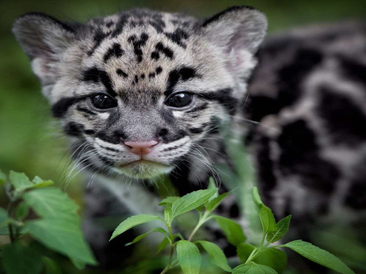 a-clouded-leopard-cub.jpg