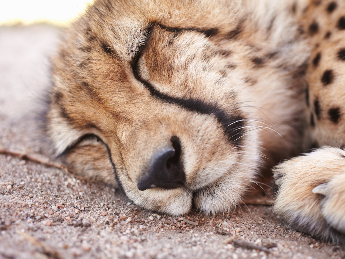 cheetah-sleeping-close-up.jpg