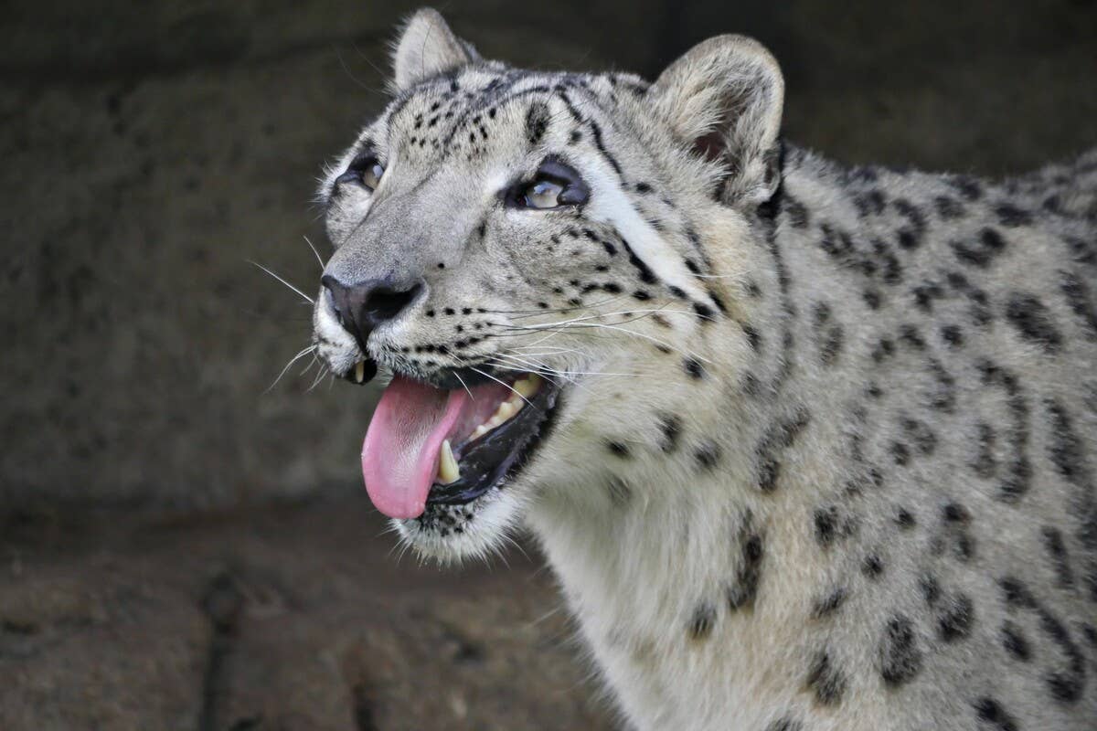 Playful Snow Leopard's Silly Pumpkin Shenanigans Are Totally Adorable -  PetHelpful
