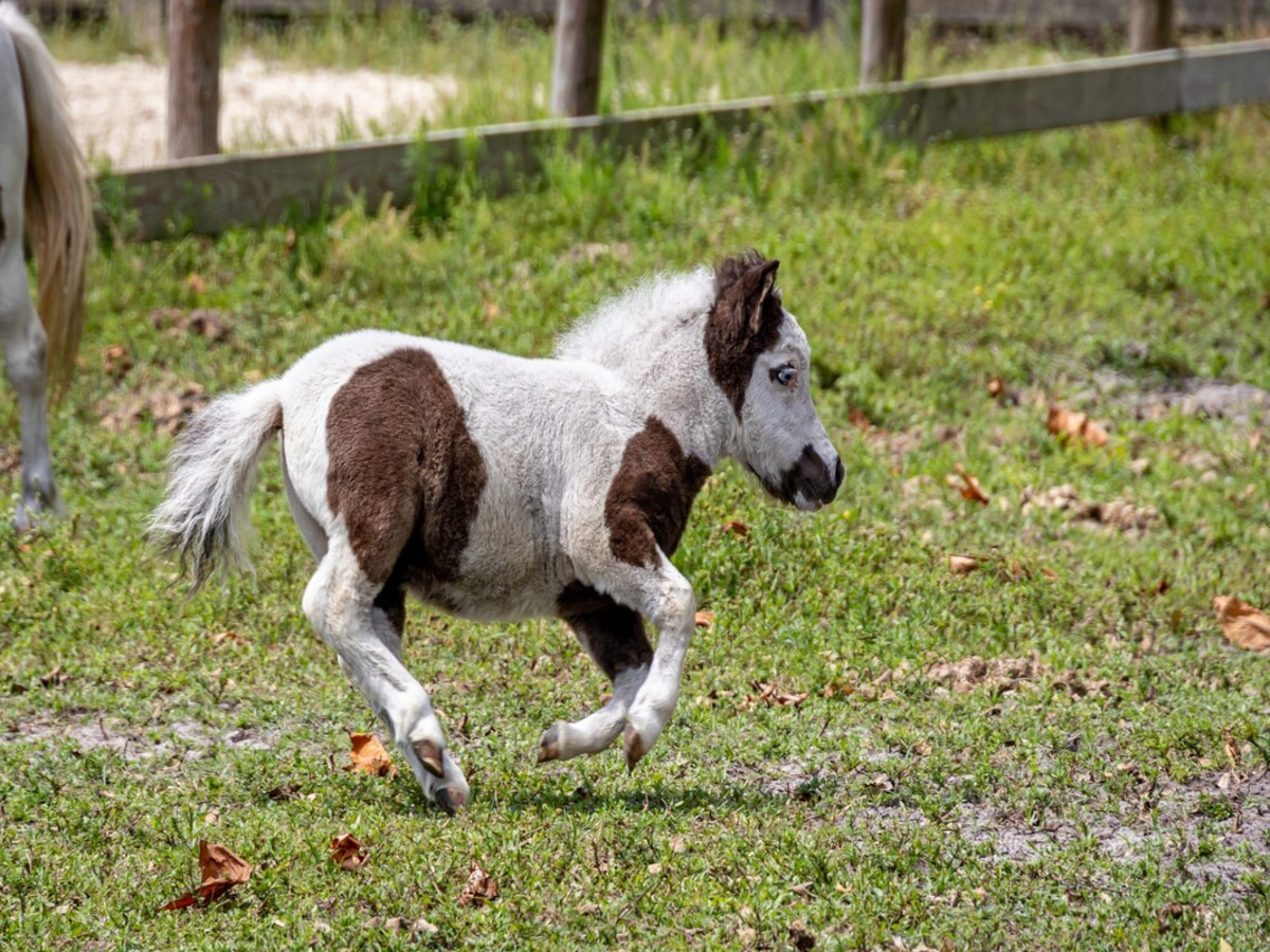 Itty-Bitty Miniature Pony Running With His Massive Horse Bestie Has People  in Their Feelings - PetHelpful, image size:1200x900