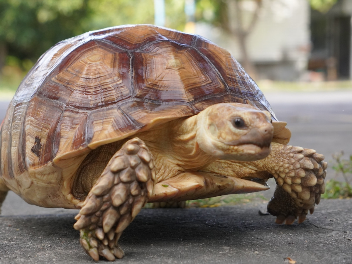 Speedy Tortoise Races to Safety After Her Enclosure Catches on