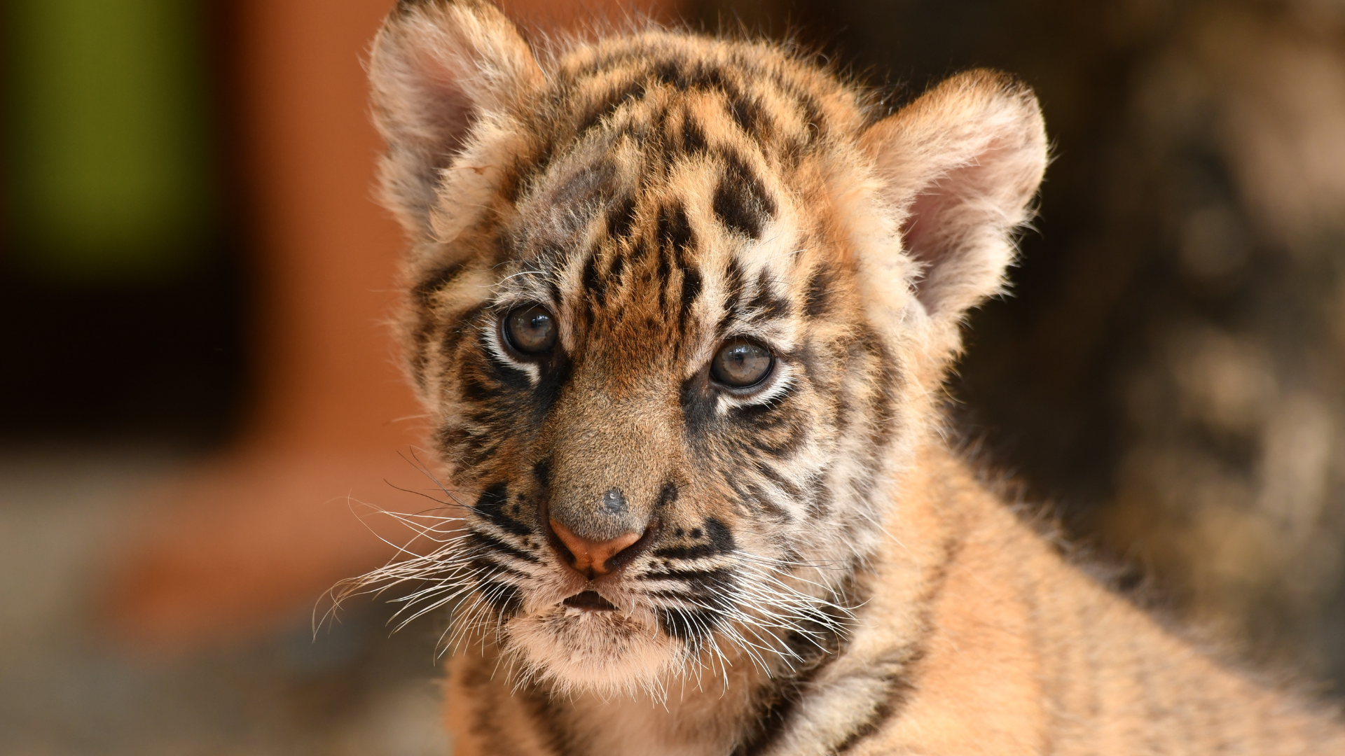cute baby tiger wallpaper