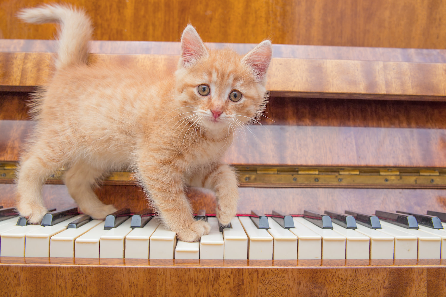Kitten piano outlet