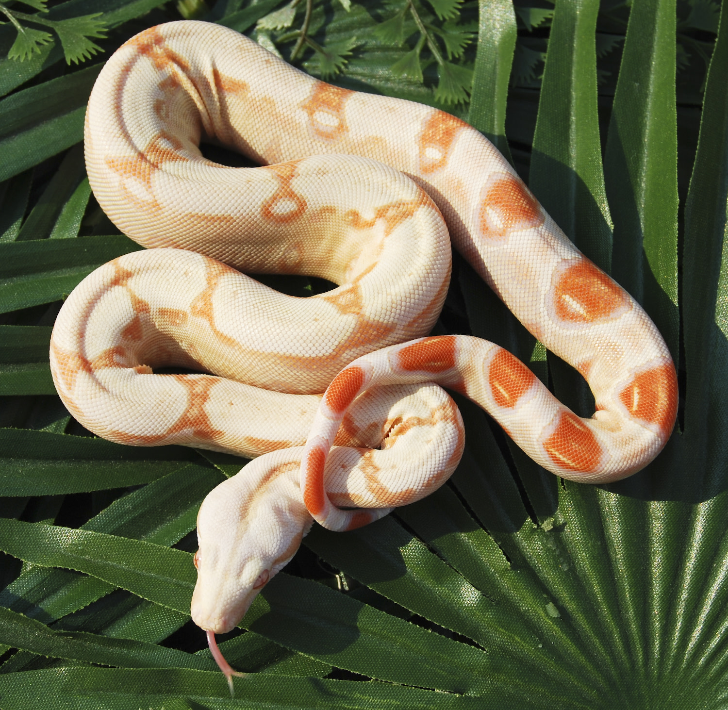 IMG definitely setting in, boy he pops 🔥 Fire IMG Labyrinth het VPI  #snakecountry #labyboa #labyrinthboa #firevpi #firelabyrinth, image size:1500x1463