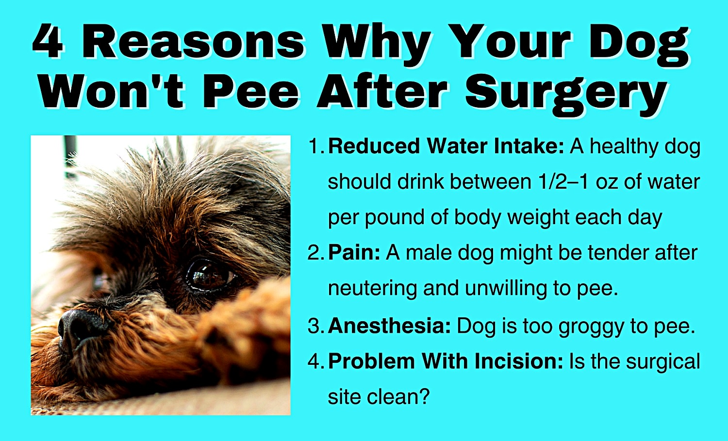 Neuter Surgery Dog In Pain After Spay Dog Whining After Spay