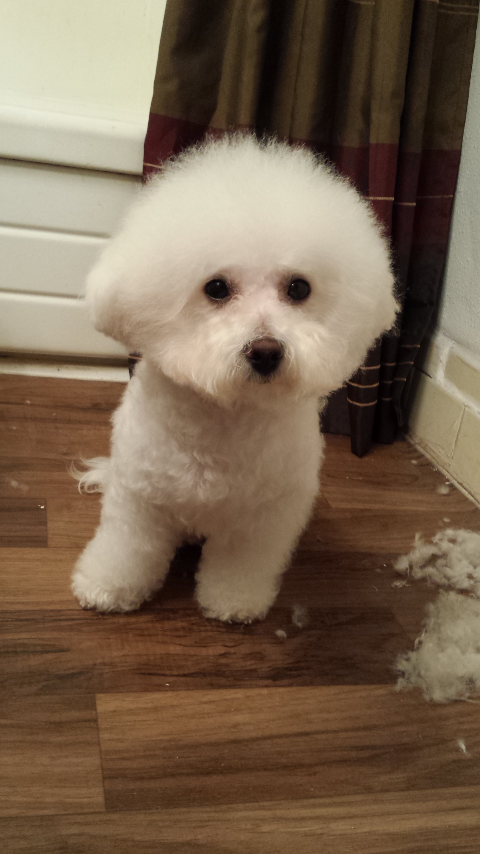 Best bichon frise clipping guide Deals Black Friday