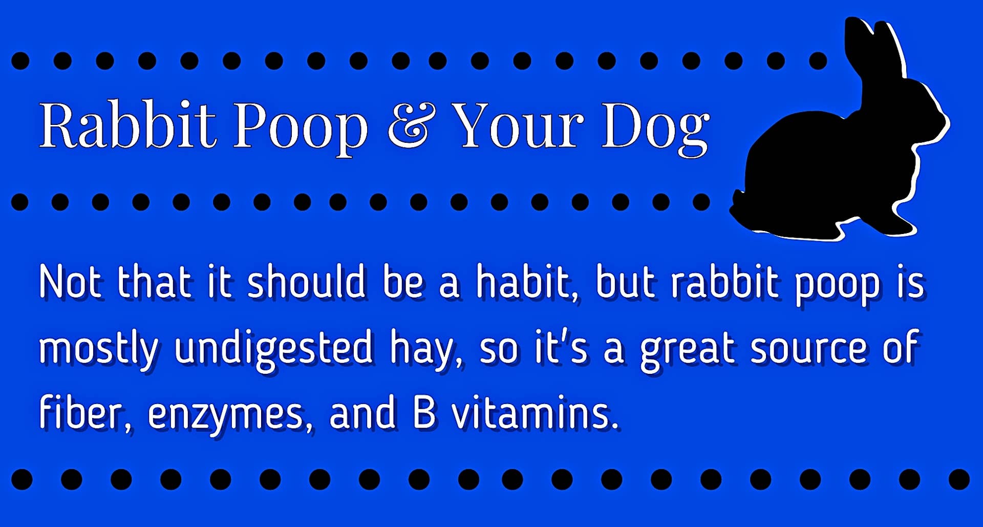 Dog Infected Rabitt Rabbit Dog Worms