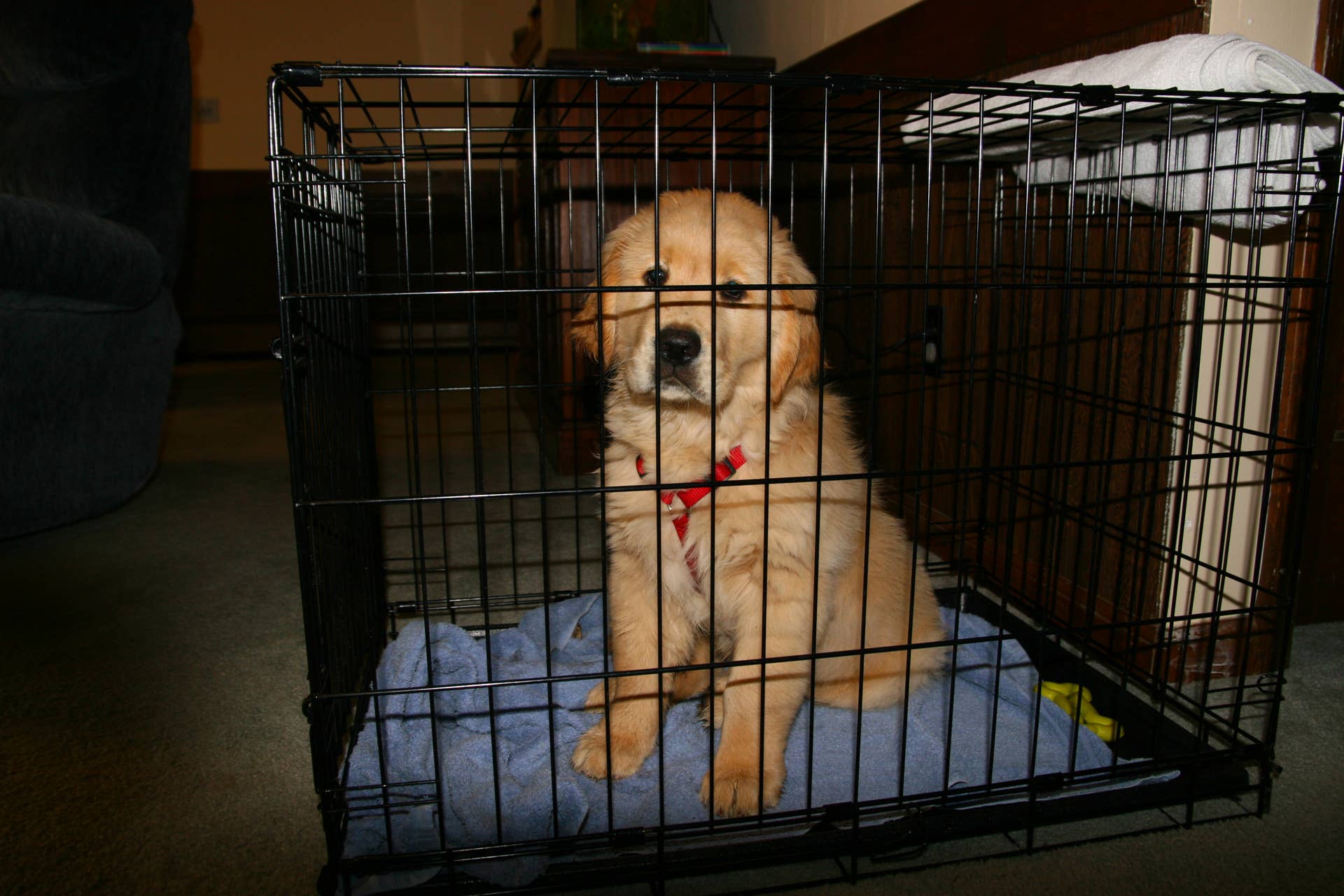 How to Crate Train a Golden Retriever Puppy PetHelpful