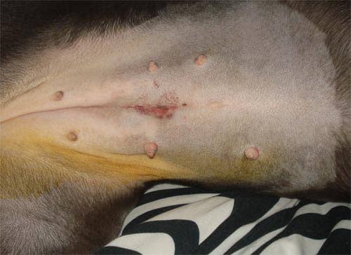 Spaying Your Female Dog Timing Process and Myths PetHelpful