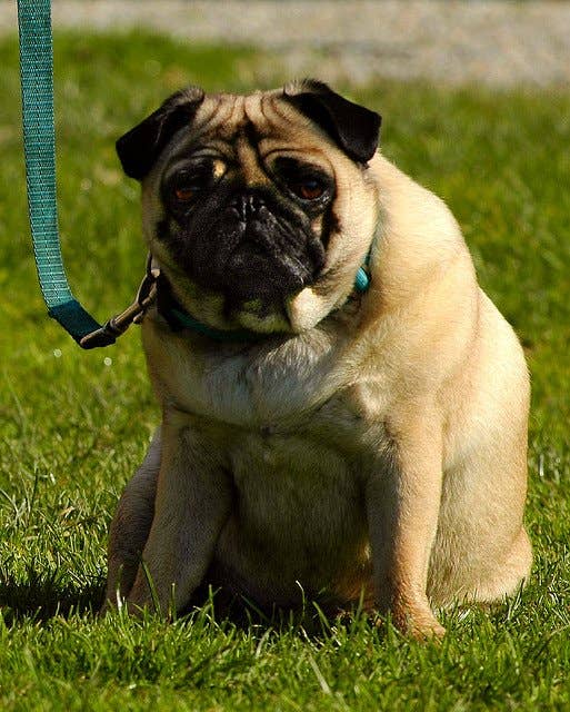 Short Fat Dogs What Foster Carer Calls Enormous Dog Goes Viral