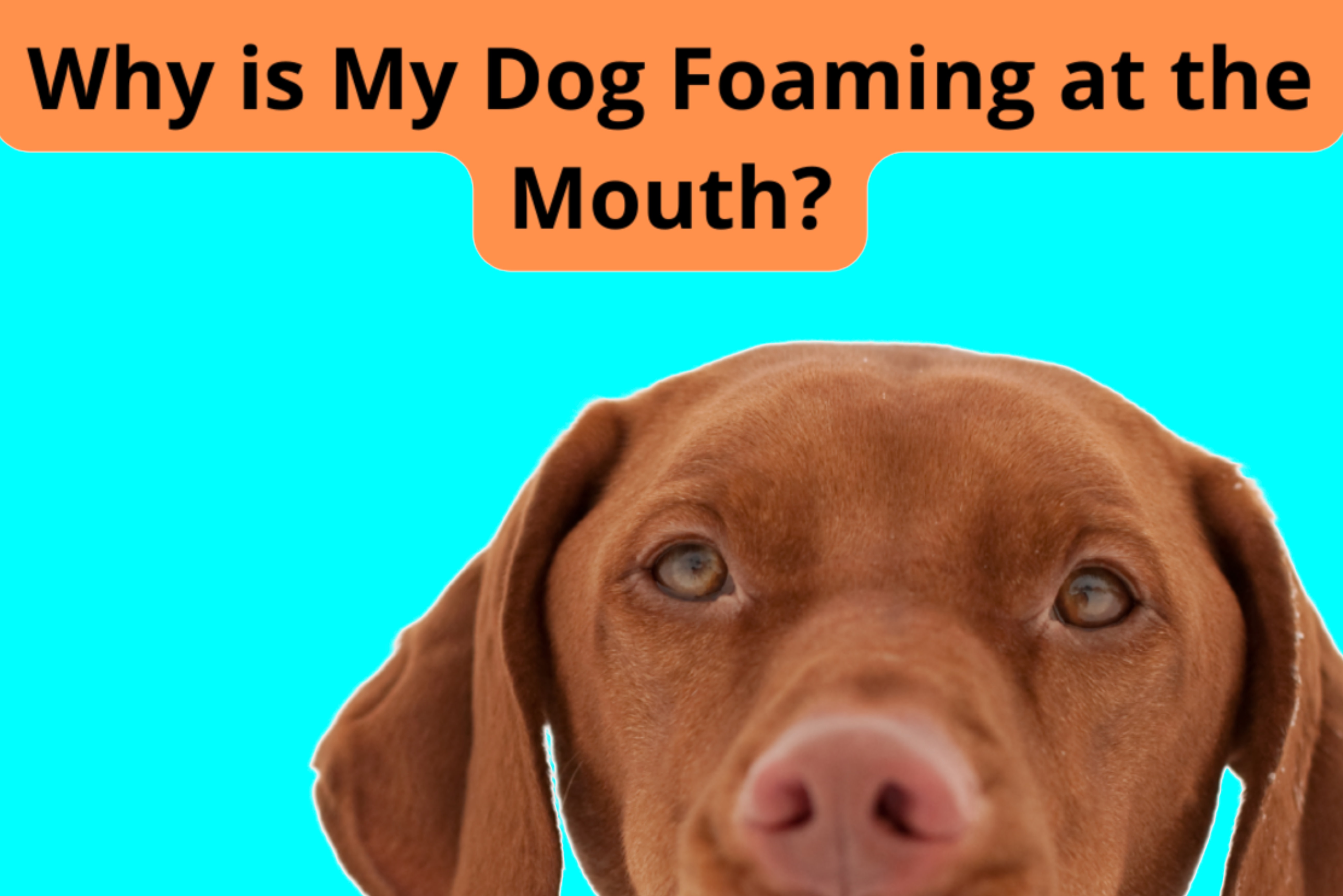 The image presents a question posed against a vibrant, split-color background with text 'Why is My Dog Foaming at the Mouth?' and a close-up shot of a Vizsla dog looking concerned.