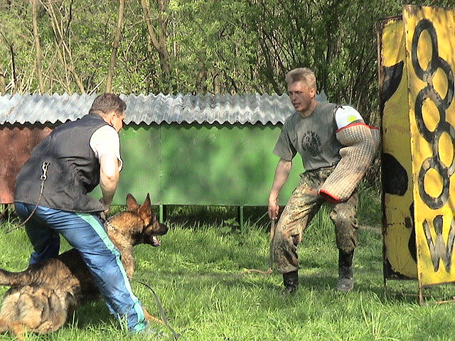 Shop obedience and protection dog training near me Deals - Main Image