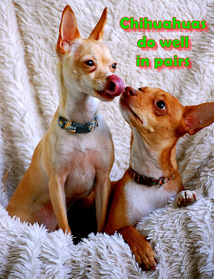 7 Best Dog Breeds for Someone Who Works All Day - PetHelpful, image size:846x1100