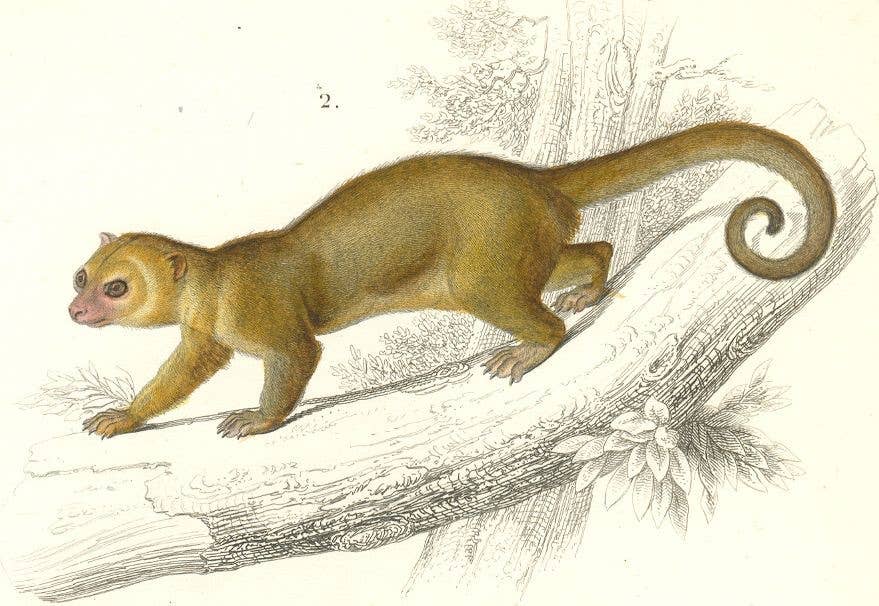 Kinkajou Animal De Compagnie