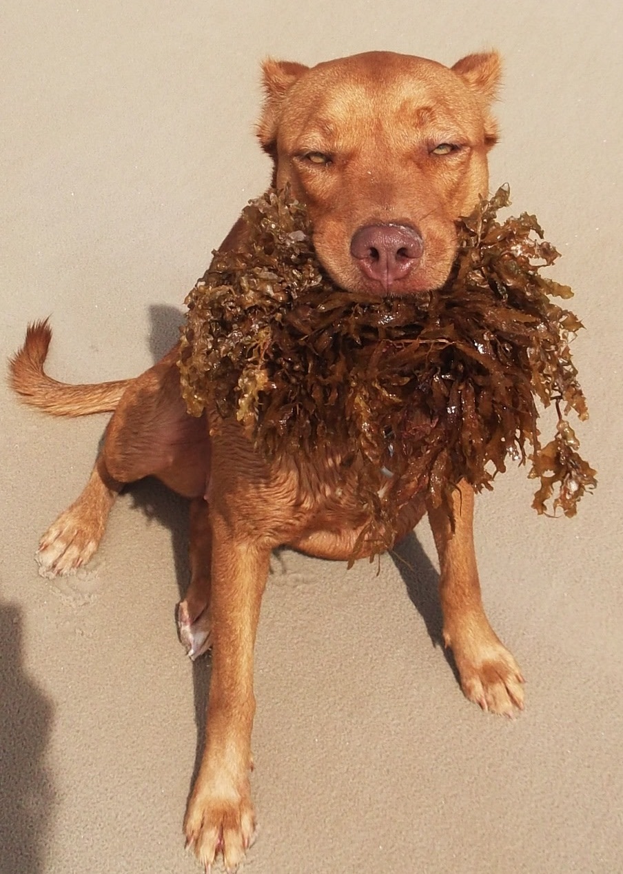 Top dog vomiting yellow foam and shaking Hotsell Black Friday