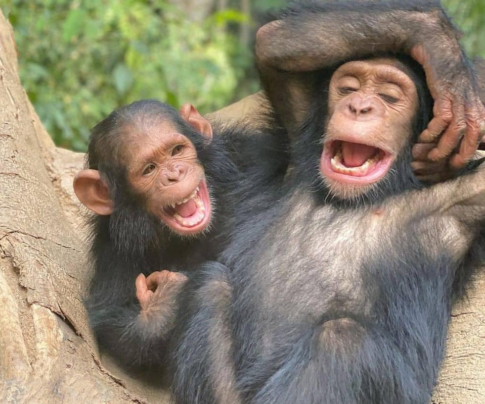 Funny Baby Chimpanzee
