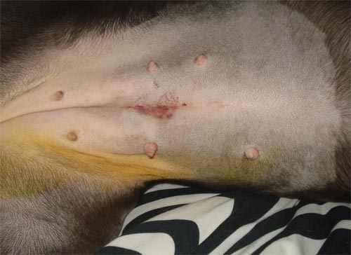 Spaying Your Female Dog: Timing, Process, and Myths - PetHelpful