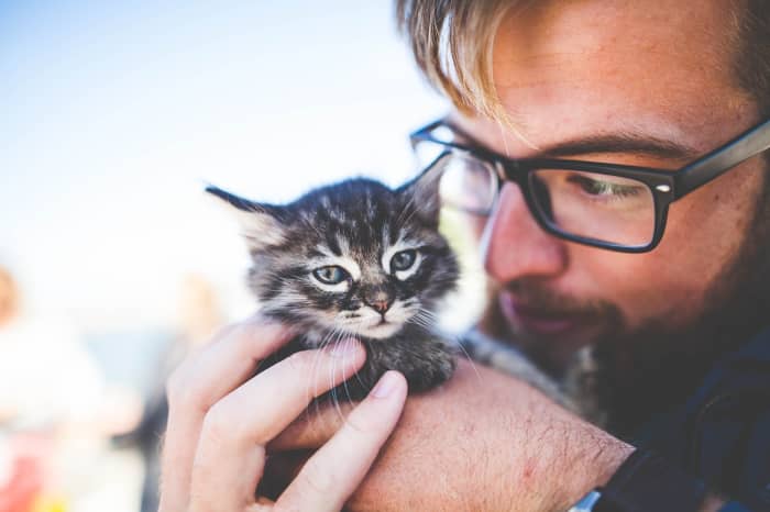 Kitten Fraud: How to Avoid Becoming a Victim of Scams - PetHelpful