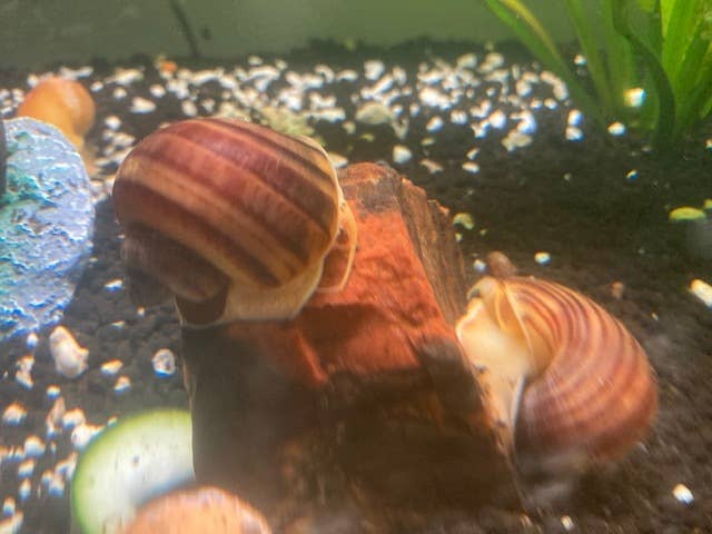 Tips on Keeping Mystery Snail Shells Healthy - PetHelpful