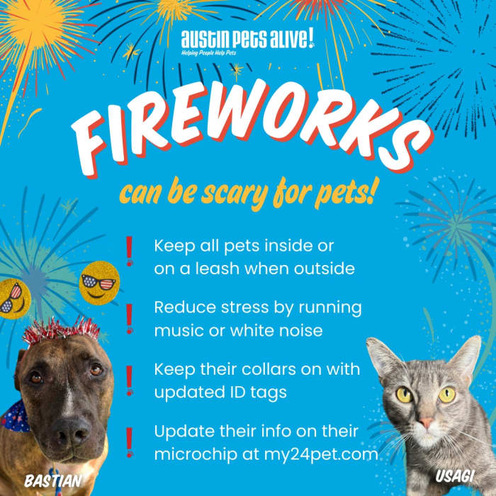 Veterinarian Explains the Real Reason Fireworks Are So Scary for Pets ...