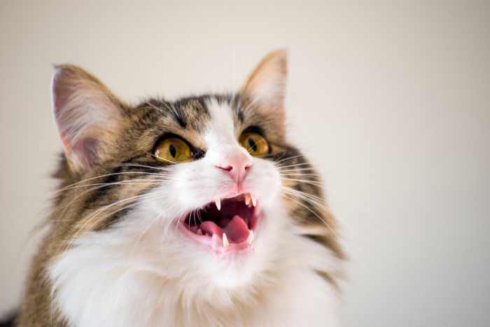 Why Do Cats Chirp? The Answer May Surprise You - PetHelpful News