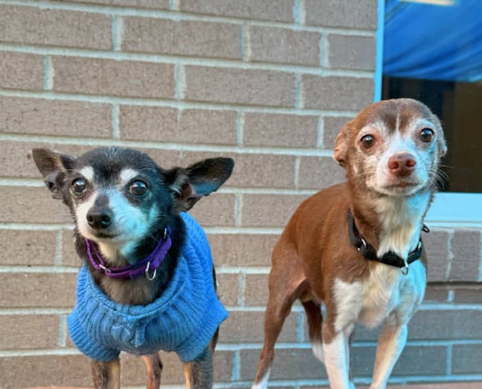 7 Dog Rescues That Are Doing the Most For Senior Pups - PetHelpful News