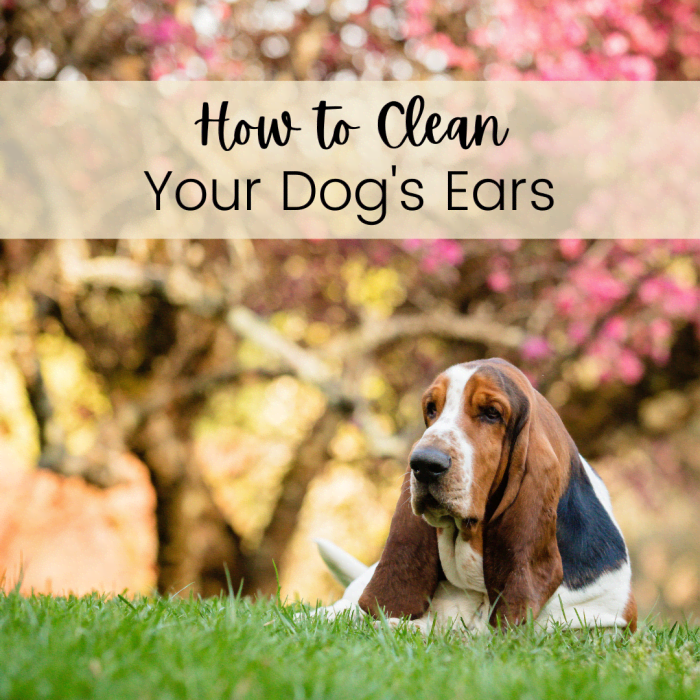 Using Vinegar To Clean Dog Ears