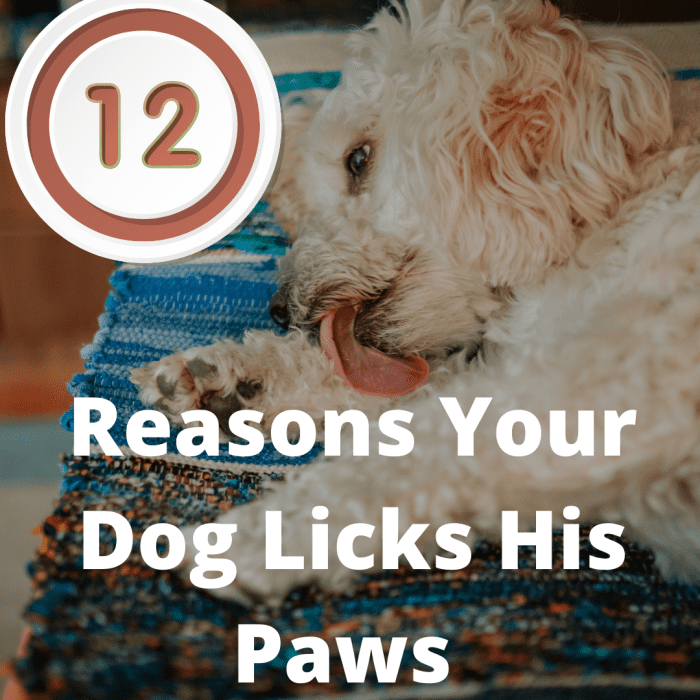 12 Reasons Why Dogs Lick Their Paws Constantly Obsessively PetHelpful 12-reasons-why-dogs-lick-their-paws-constantly-obsessively-pethelpful