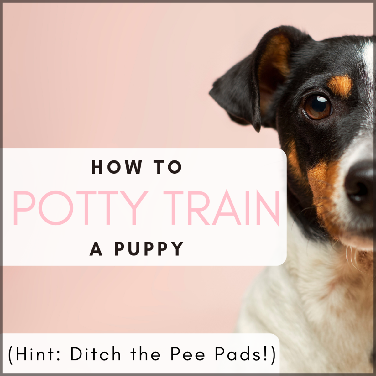 How to Potty Train Your Puppy the Right Way No Pee Pads PetHelpful