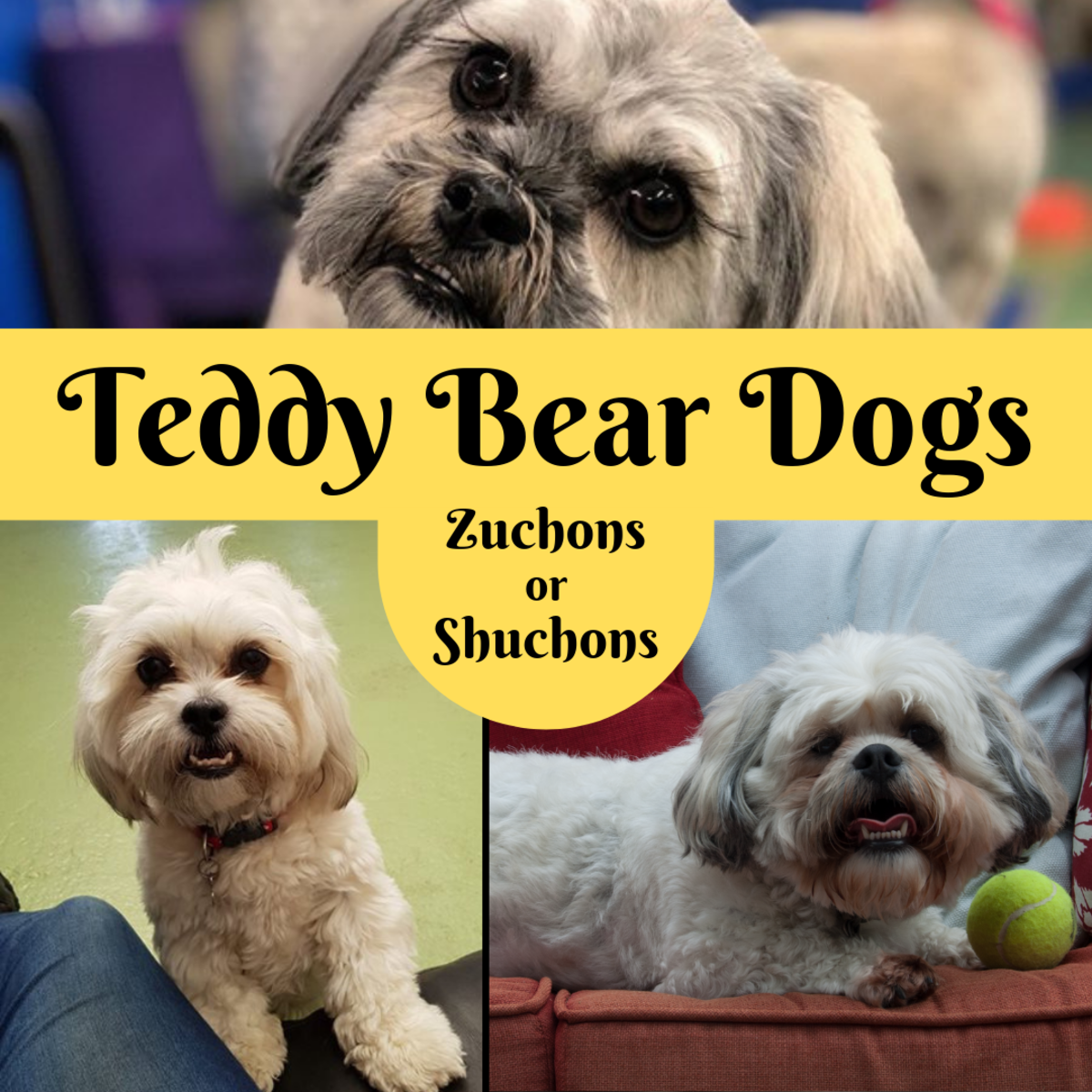 Breed Info Teddy Bear Dogs and Puppies PetHelpful