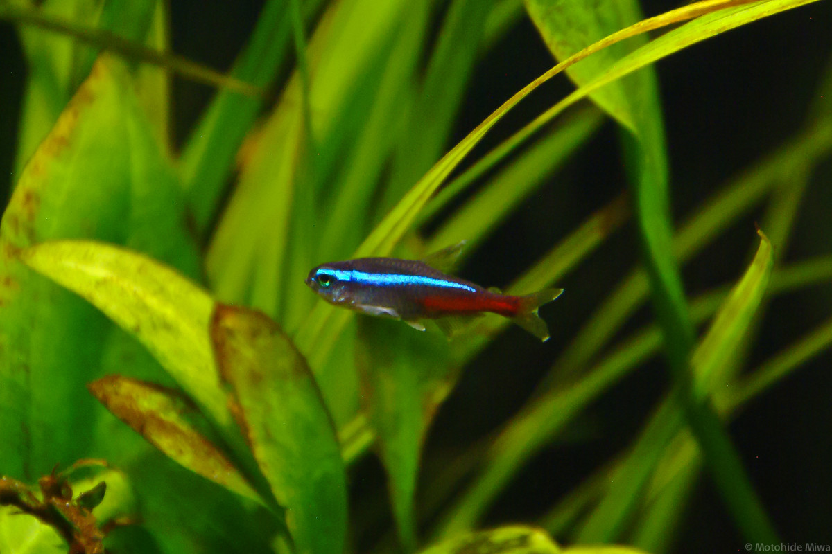 How to Care for Neon Tetra and Cardinal Tetra Fish PetHelpful