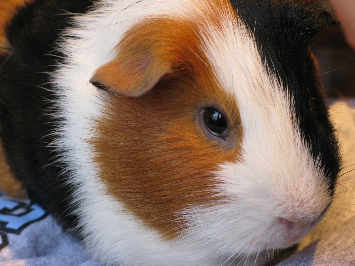 Foods That Guinea Pigs Should and Should Not Eat PetHelpful