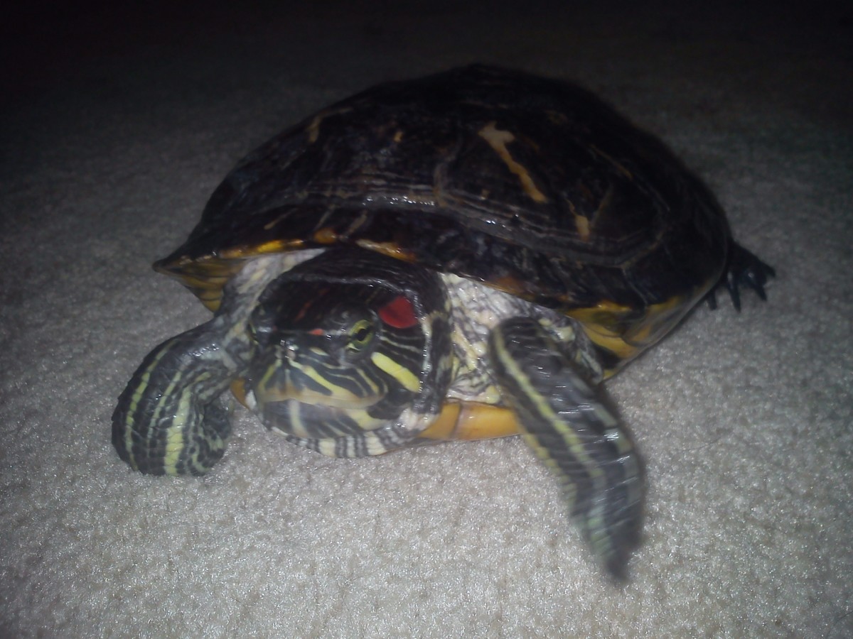 The Dos and Don&rsquo;ts of Turtle Care - PetHelpful