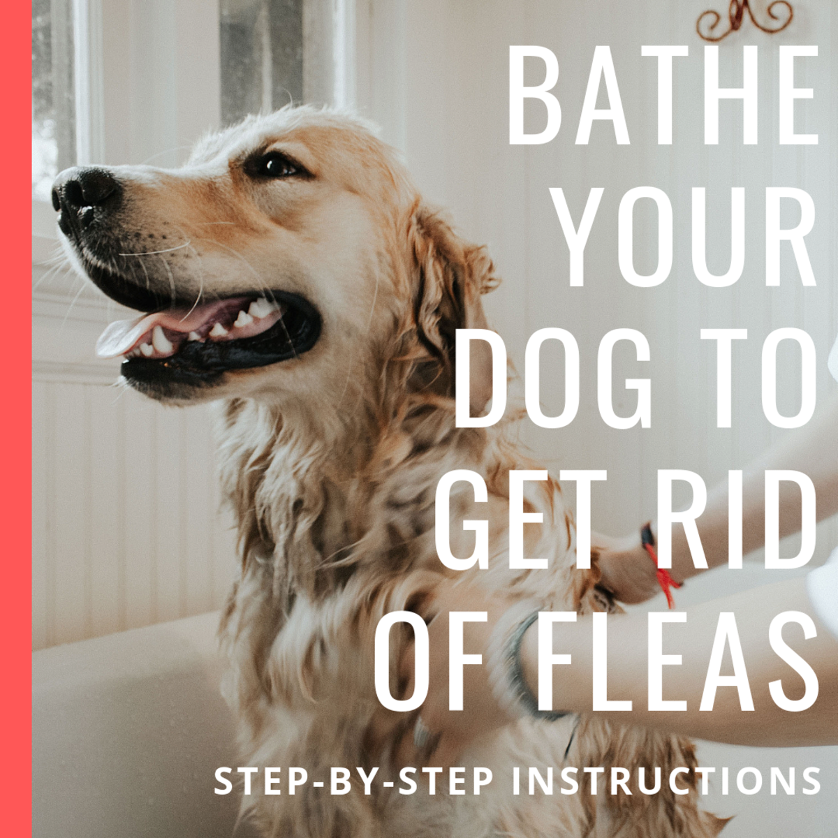 Natural way to kill fleas on dogs best sale