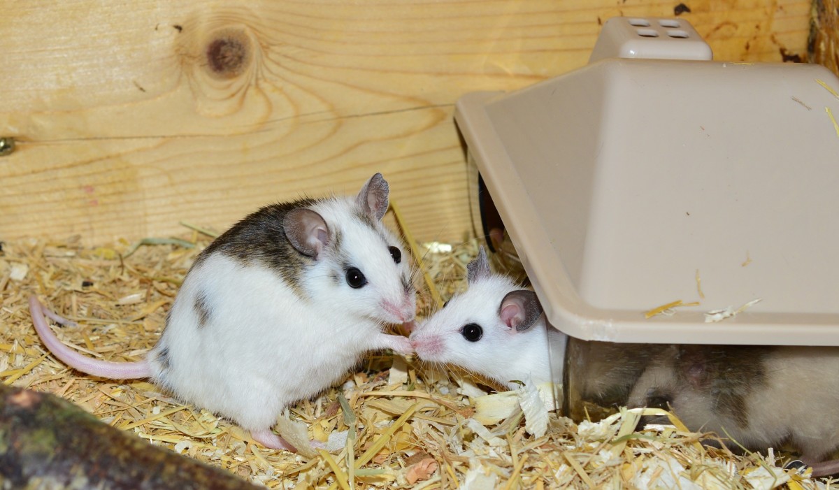 Pet stores near me that sell live mice best sale