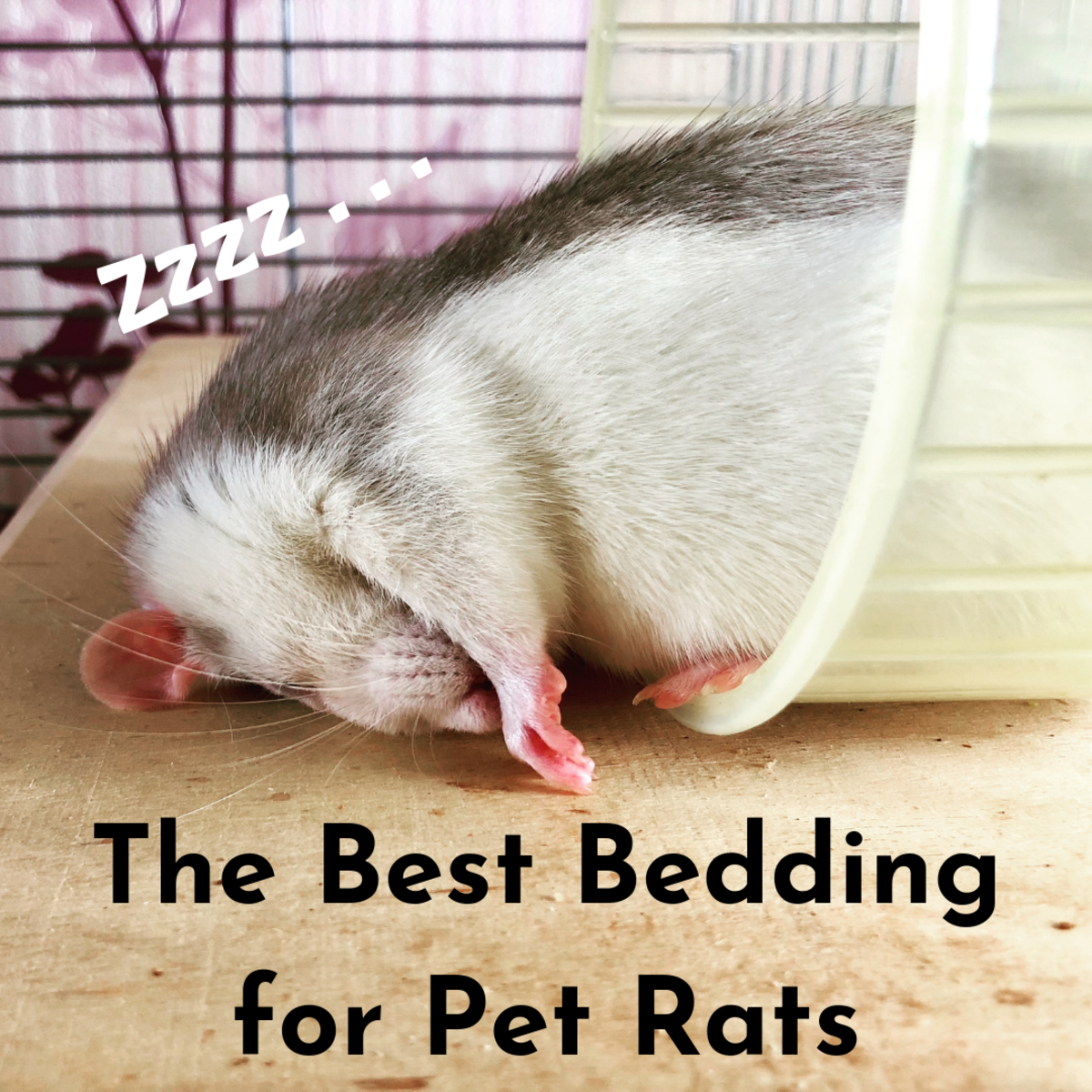 What Is the Best Bedding for Pet Rats PetHelpful