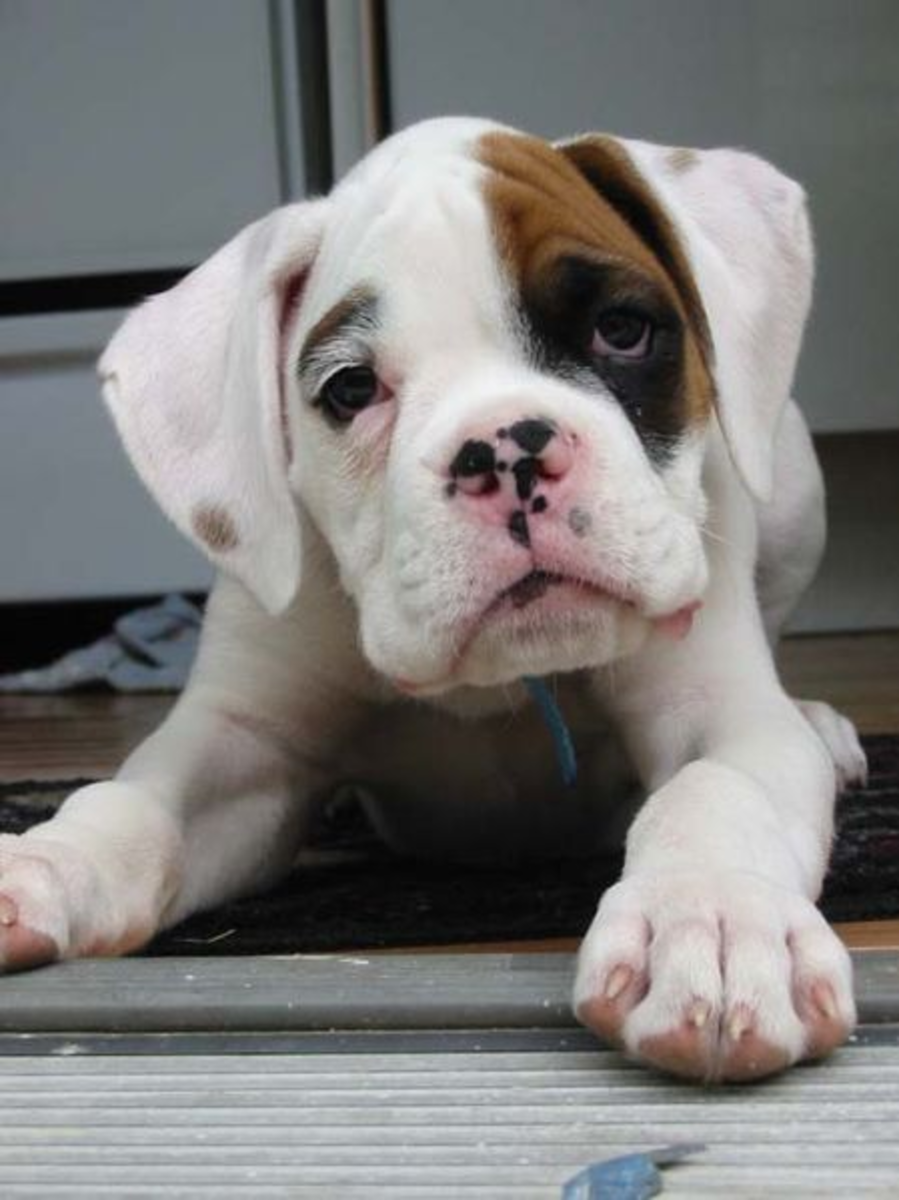 Busting 5 Common Myths About the White Boxer Dog PetHelpful