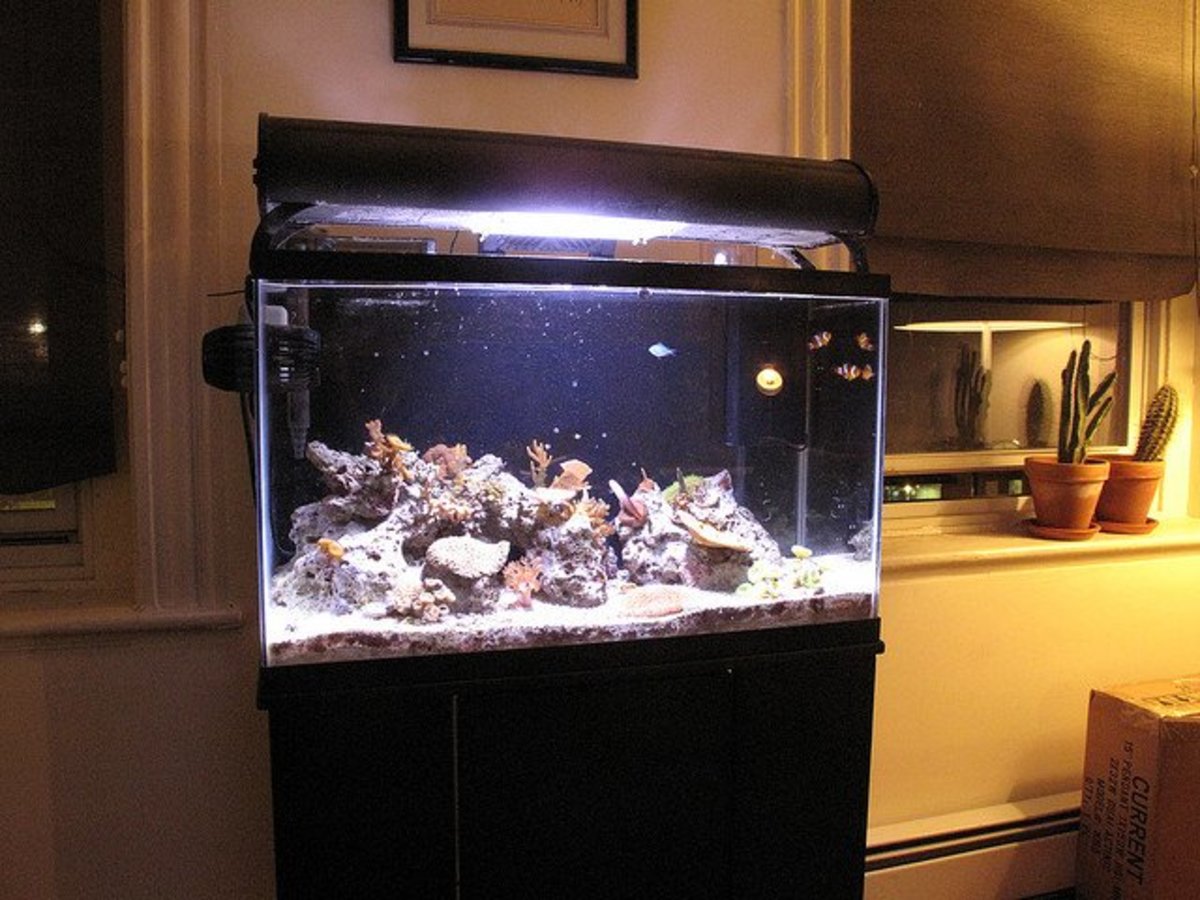 How to Paint Aquarium Backgrounds - PetHelpful