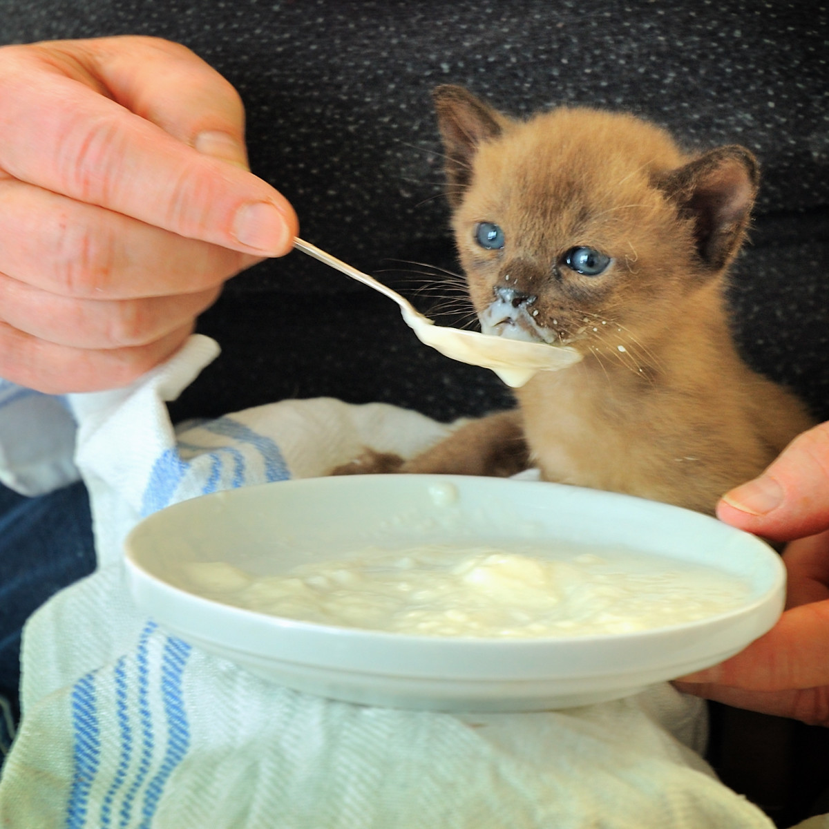 Cat gets diarrhea from wet food best sale