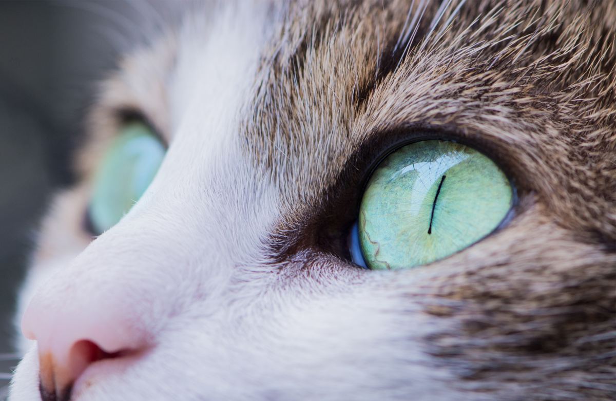 Home Remedies for Cat Eye Problems PetHelpful