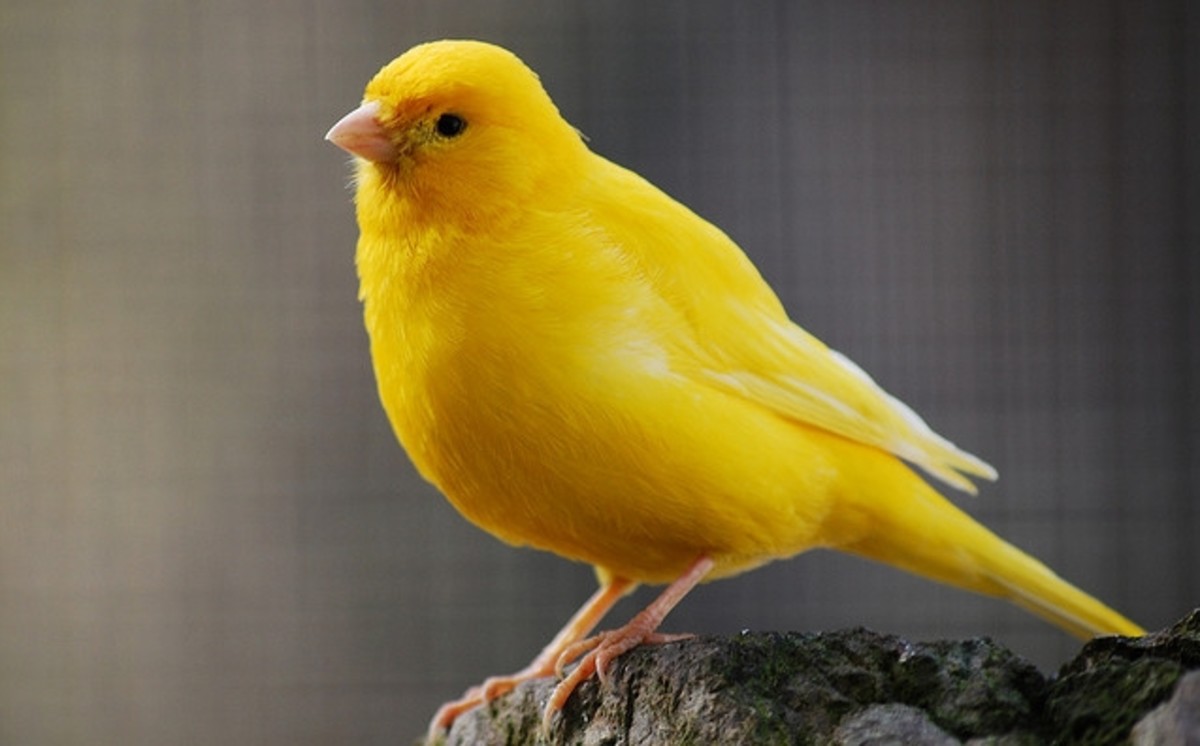 Signs and Symptoms of Disease in Canaries - PetHelpful