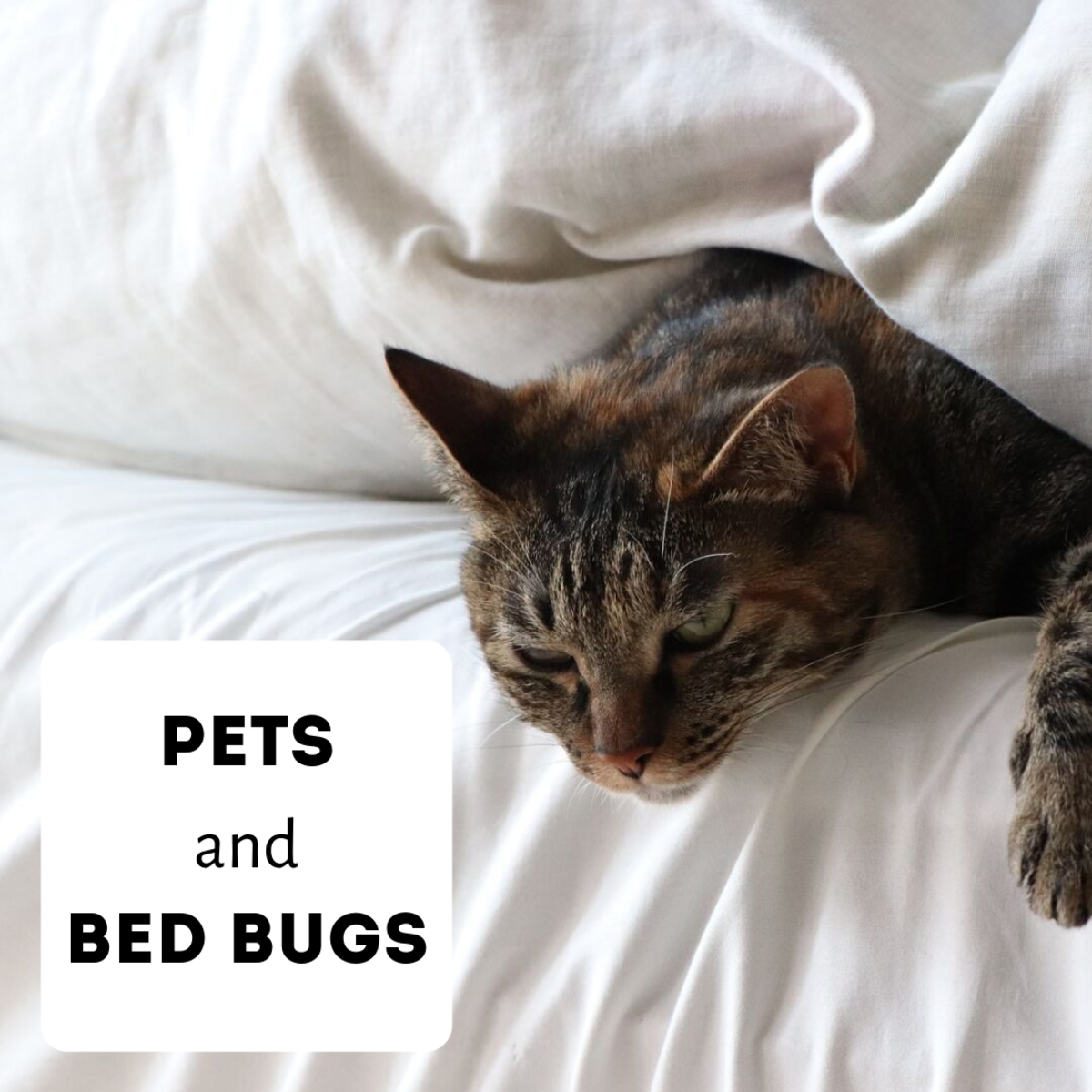 Do Cats, Dogs, and Pets Carry Bed Bugs? - PetHelpful