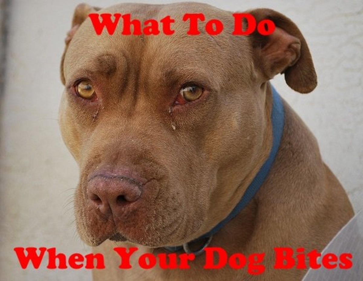 What to Do When Your Dog Bites Someone - PetHelpful