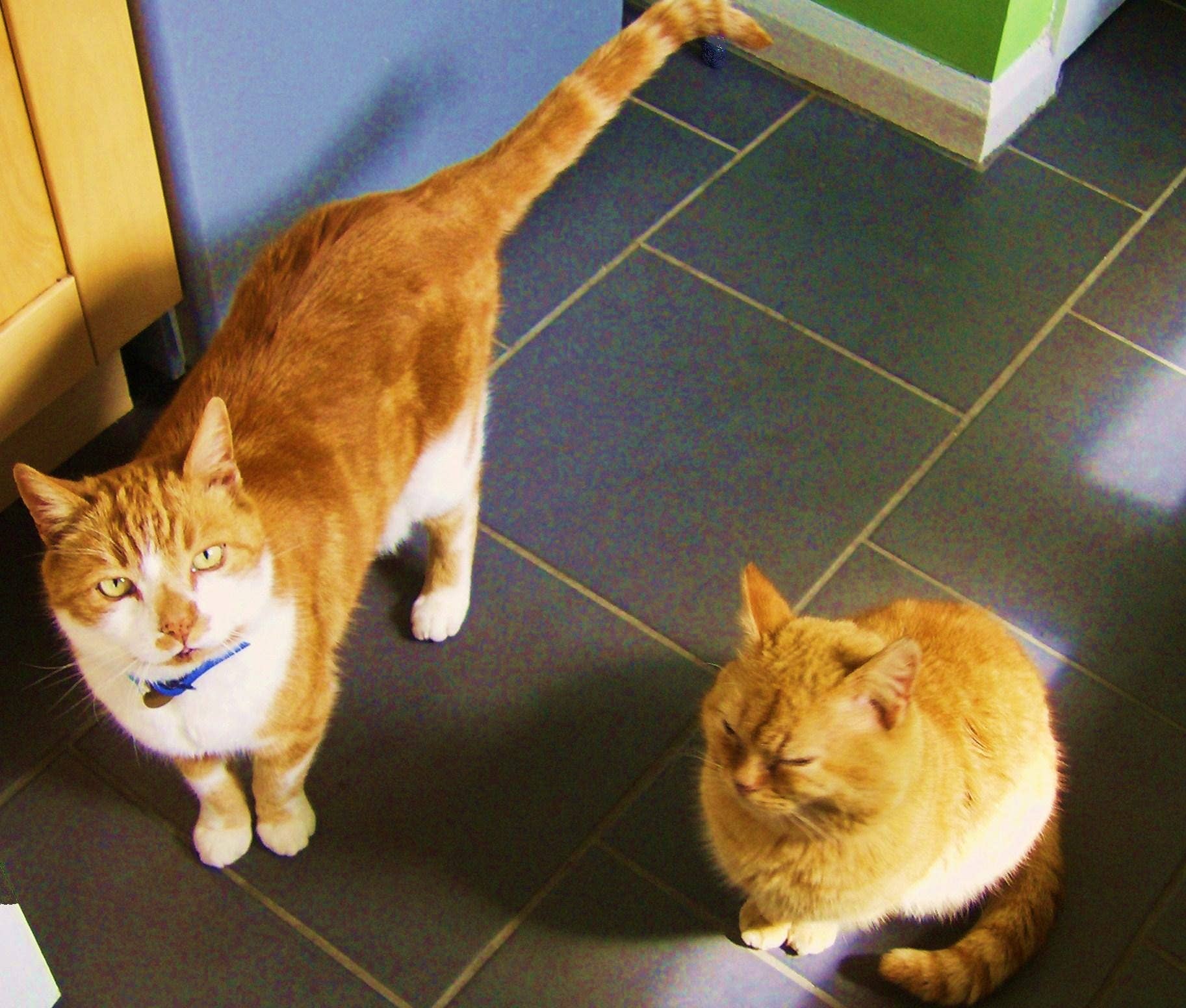 Curated visual reference: Stop My Cat From Meowing All The Time Reference: How To Stop A Cat From Constantly Meowing