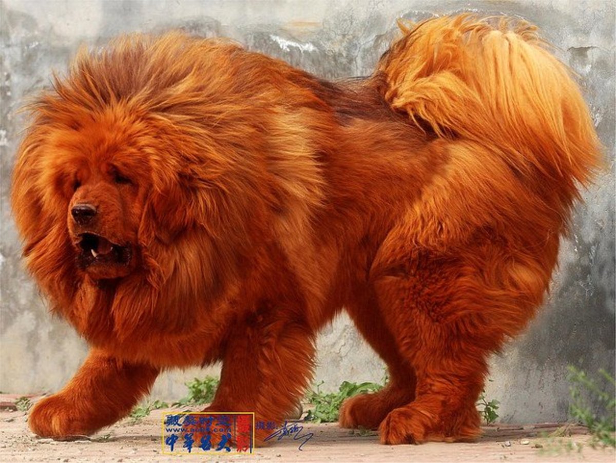 The 5 Most Expensive Dog Breeds PetHelpful