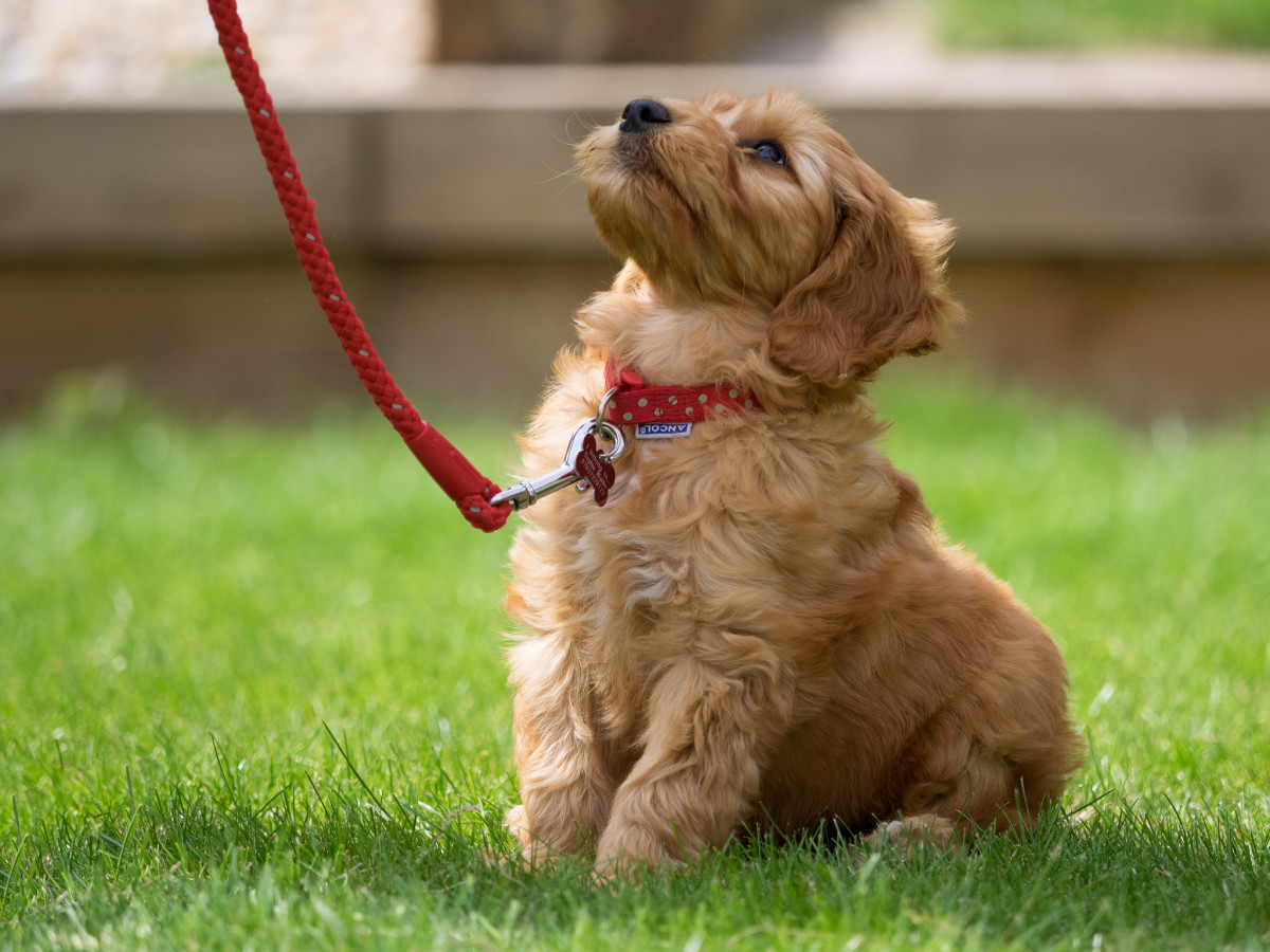 Puppy walking on leash hotsell