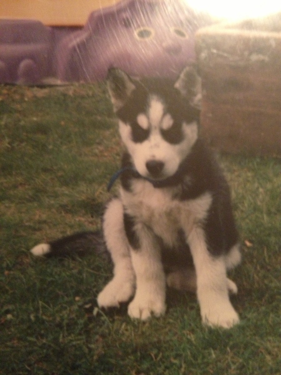 How to Train and Take Care of a New Siberian Husky Puppy PetHelpful