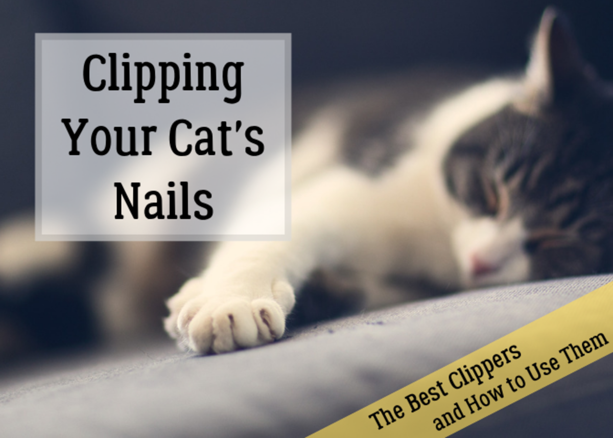 The Best Clippers for Cat Nails How to Trim Your Cat s Claws PetHelpful