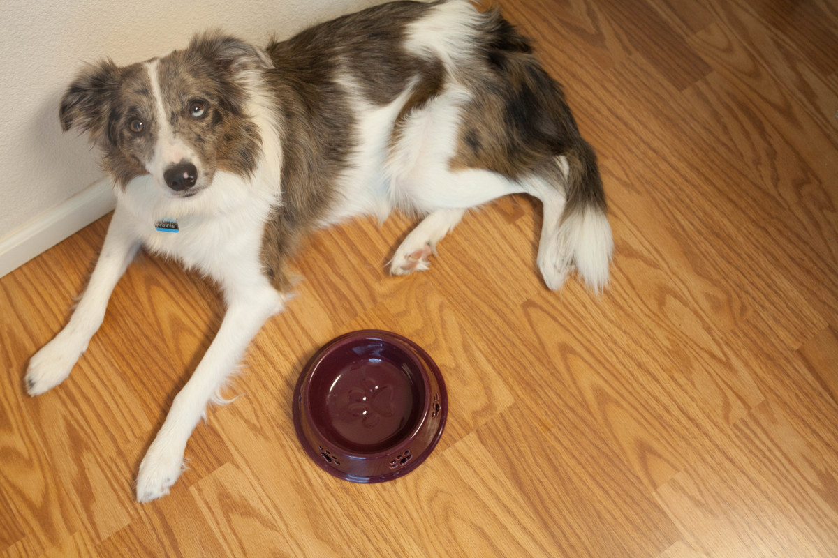 My dog throws up every time he drinks water best sale