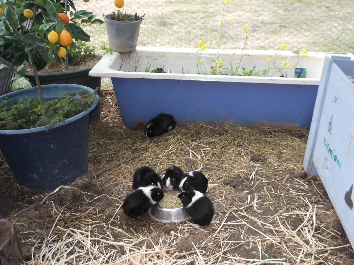 Outdoor guinea pig habitat best sale